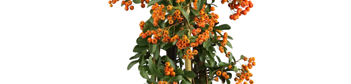 Pyracantha Coccinea Red Column Mittelmeer Feuerdorn Red Column