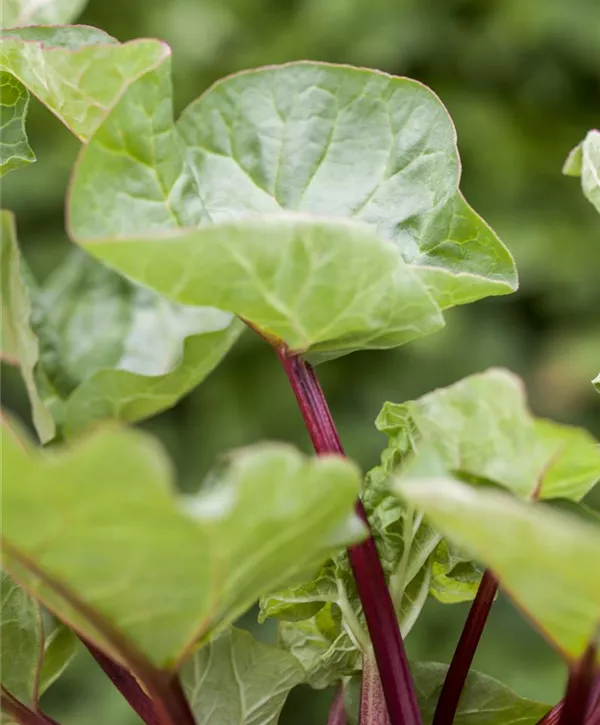 Rheum Rhabarbarum Holsteiner Blut Garten Rhabarber Holsteiner Blut