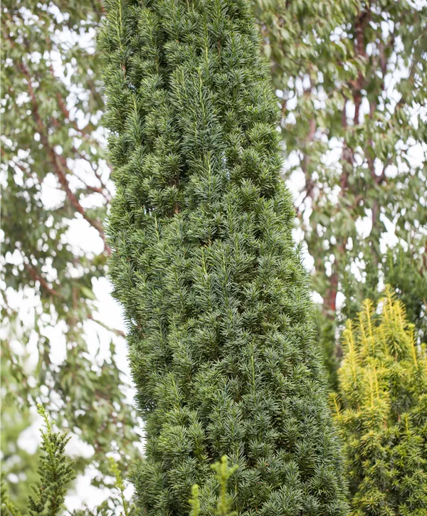 Taxus baccata Fastigiata Robusta Schmale Säuleneibe Fastigiata Robusta