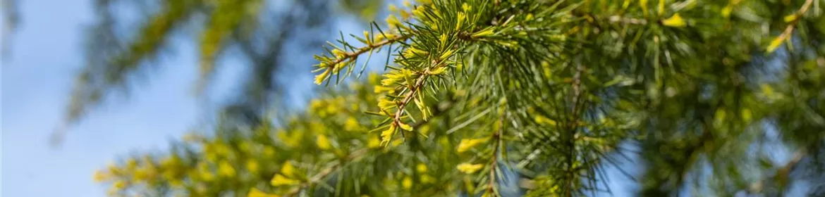 Cedrus Deodara Aurea Gold Himalaya Zeder Aurea