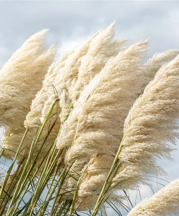 Cortaderia Selloana Sunningdale Silver Garten Pampasgras