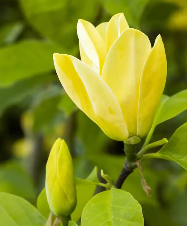 Magnolia X Brooklynensis Yellow Bird Magnolie Yellow Bird