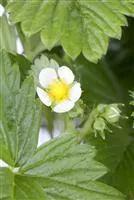 Fragaria Vesca Petrina Monatserdbeere Petrina