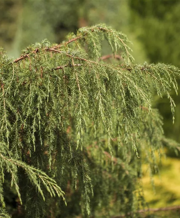 Juniperus Communis 'Horstmann', Wildwacholder 'Horstmann'