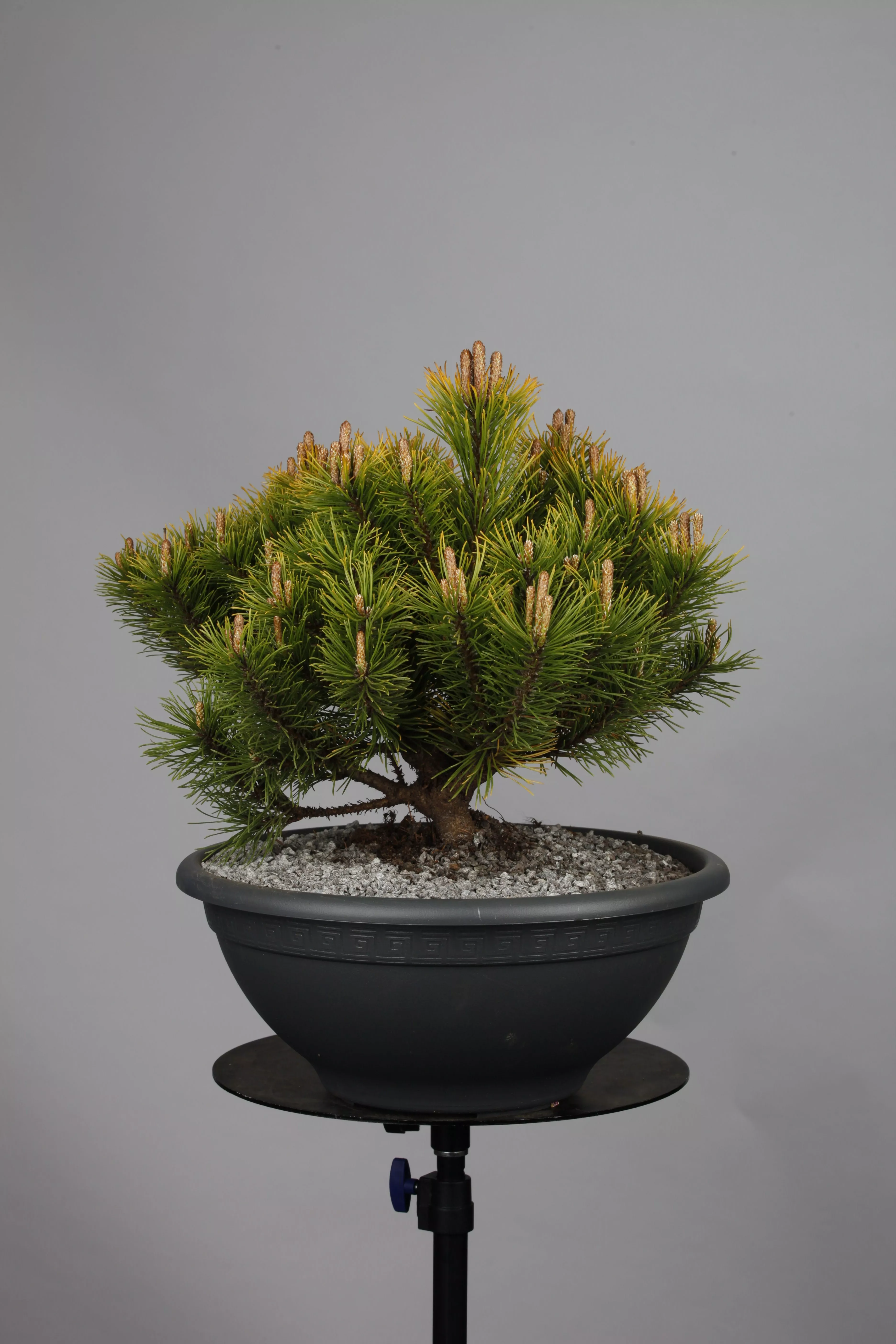 Pinus mugo selling 'Carsten's Wintergold, Bonsai Rohware, 4-4,5 cm Ø