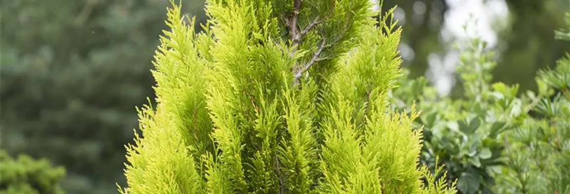 Thuja plicata '4ever' GOLDY®(s)