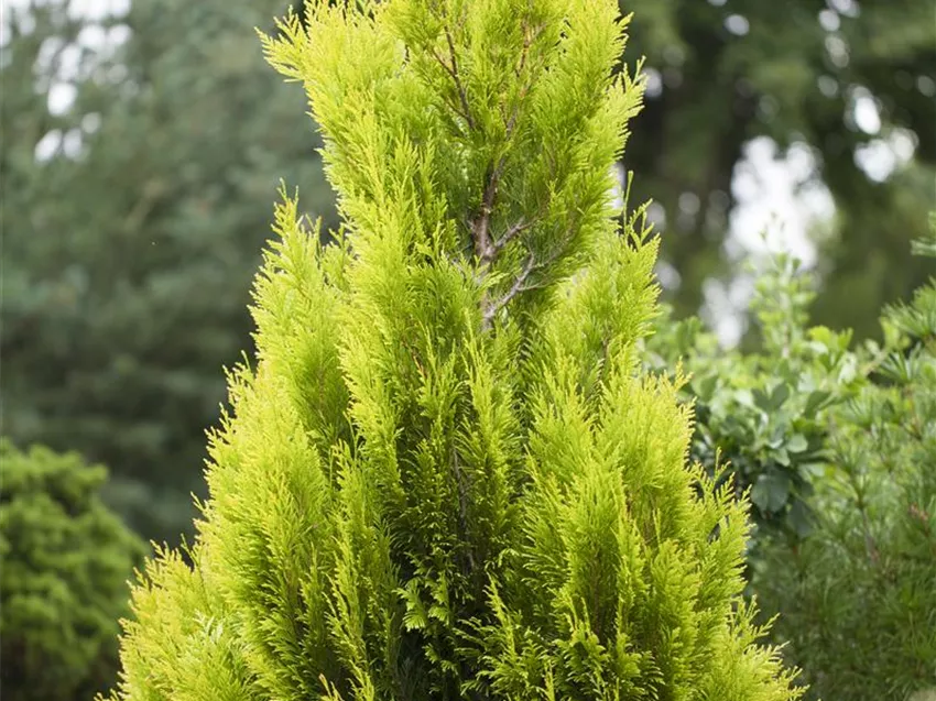 Thuja plicata '4ever' GOLDY®(s)