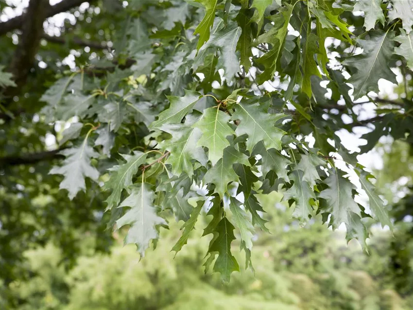 Quercus rubra