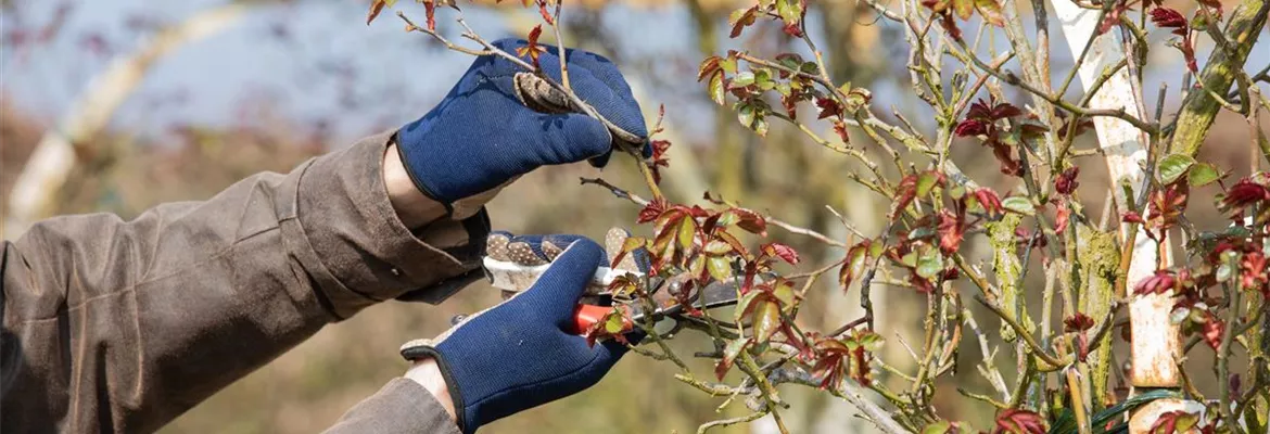 Der Rosenschnitt – Schönheitskur im Frühling