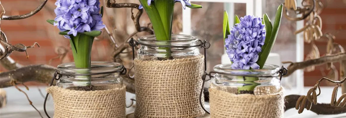 Blumenzwiebeln im Haus – Frühling im Wohnzimmer