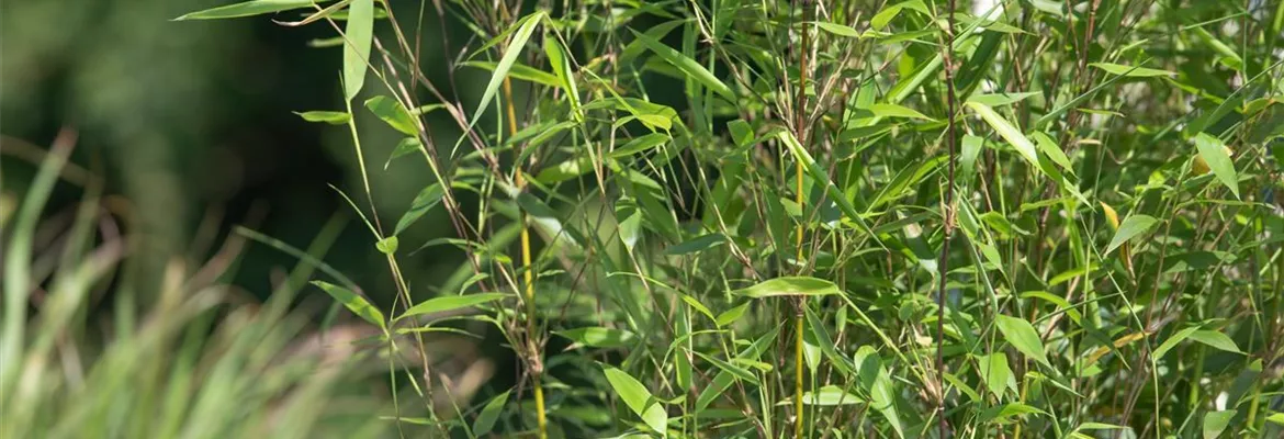 Bambus – das exotische Multitalent im Garten