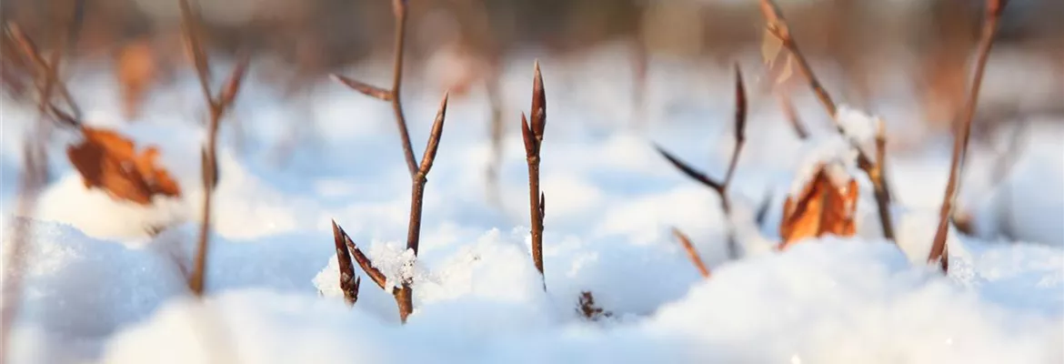 Den Garten winterfest machen