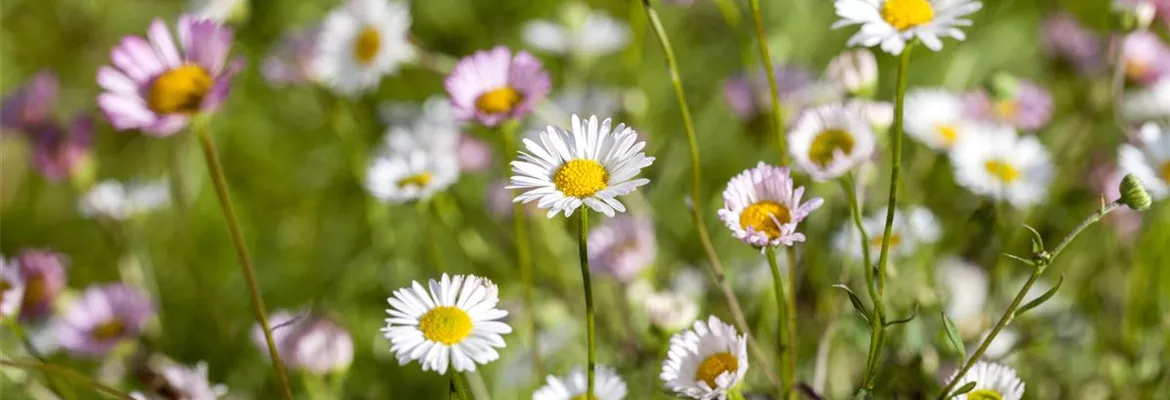 Die heilende Wirkung von Gänseblümchen