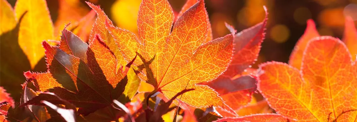 Der herbstliche Garten schön in Form