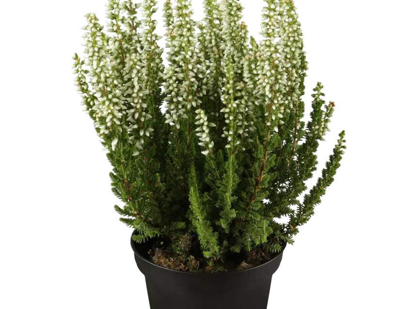 Calluna 'Beauty Ladies'