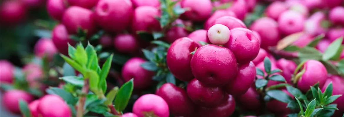 Gaultheria mucronata, rosa