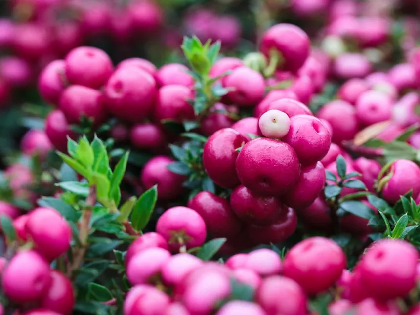 Gaultheria mucronata, rosa