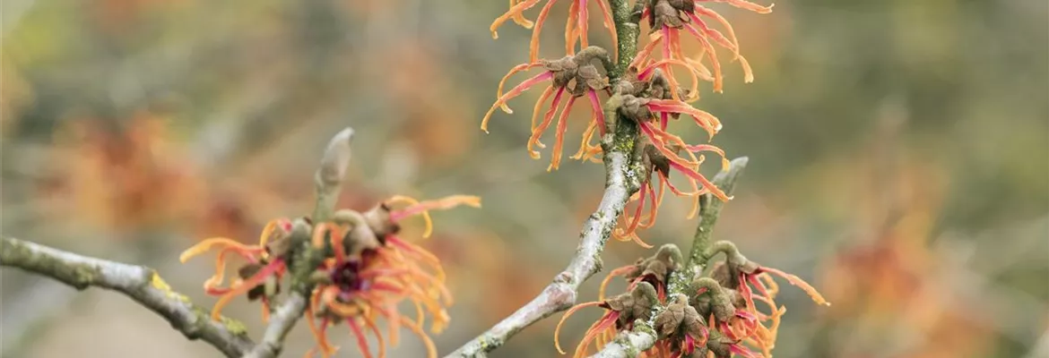 Hamamelis x intermedia 'Jelena'