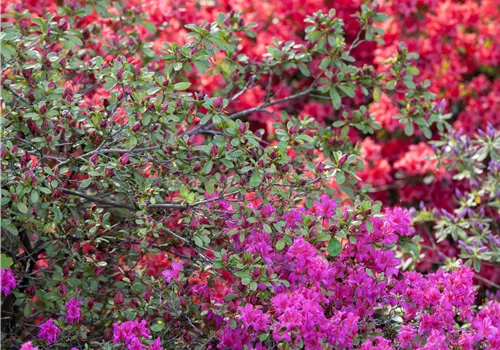 Rhododendron