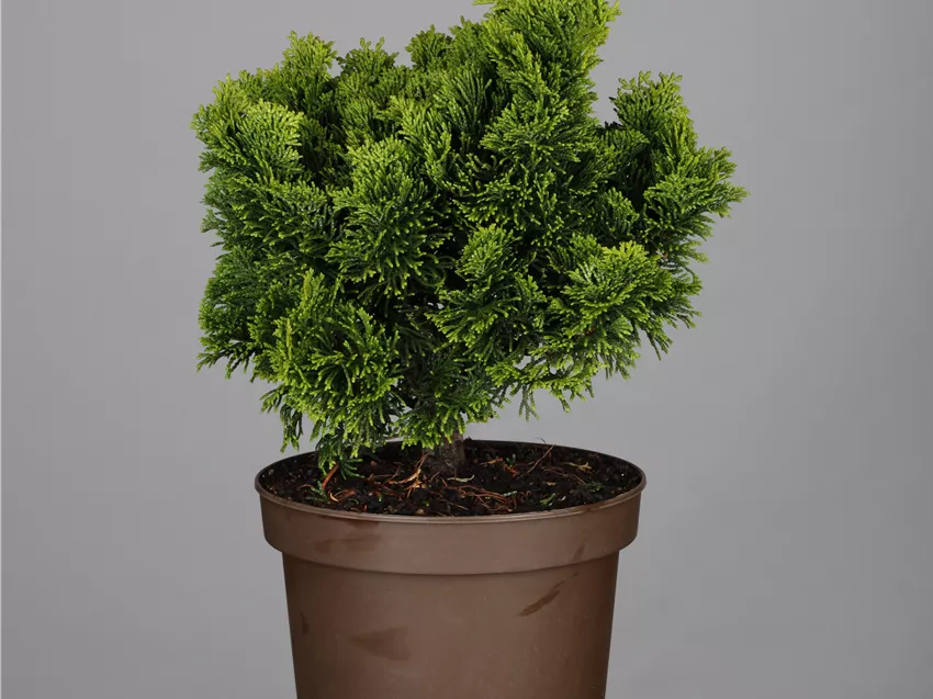 Chamaecyparis obtusa 'Nana Gracilis'