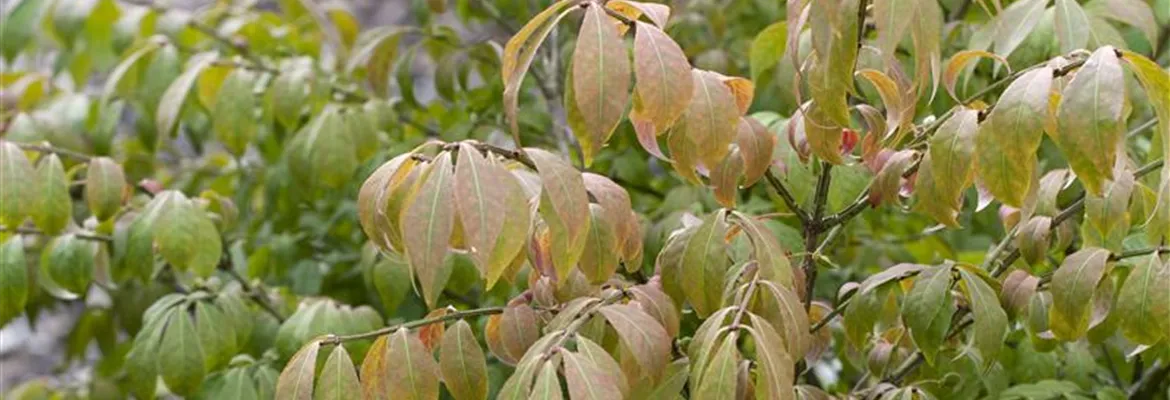 Euonymus alatus 'Compactus'