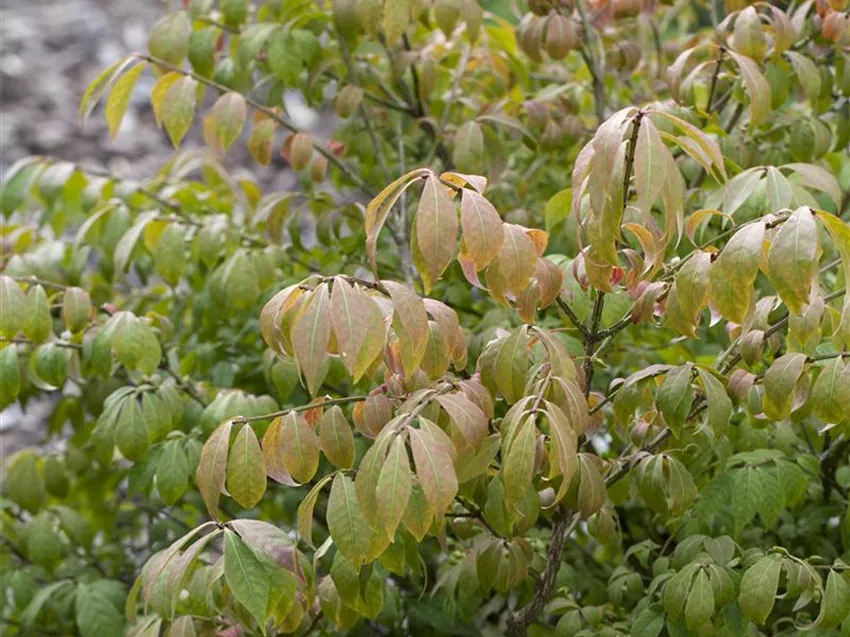 Euonymus alatus 'Compactus'