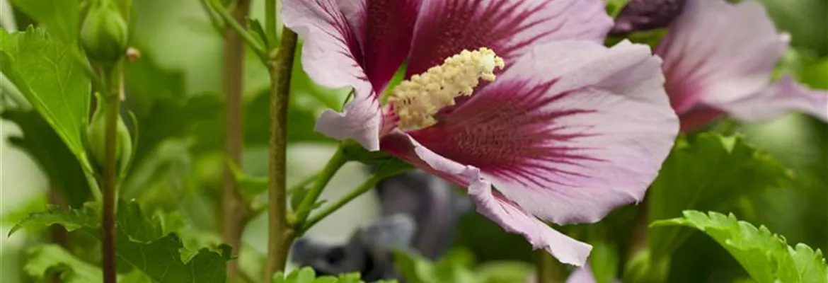 Der Hibiskus, ein großartiges Mitglied im Garten-Ensemble