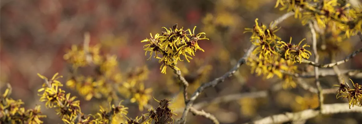 Hamamelis x intermedia 'Westerstede'