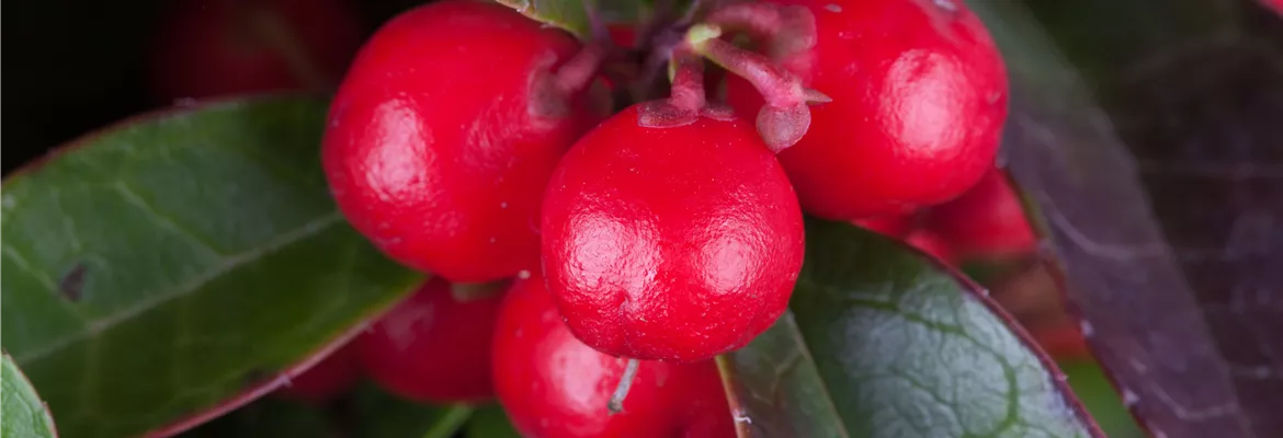 Gaultheria procumbens