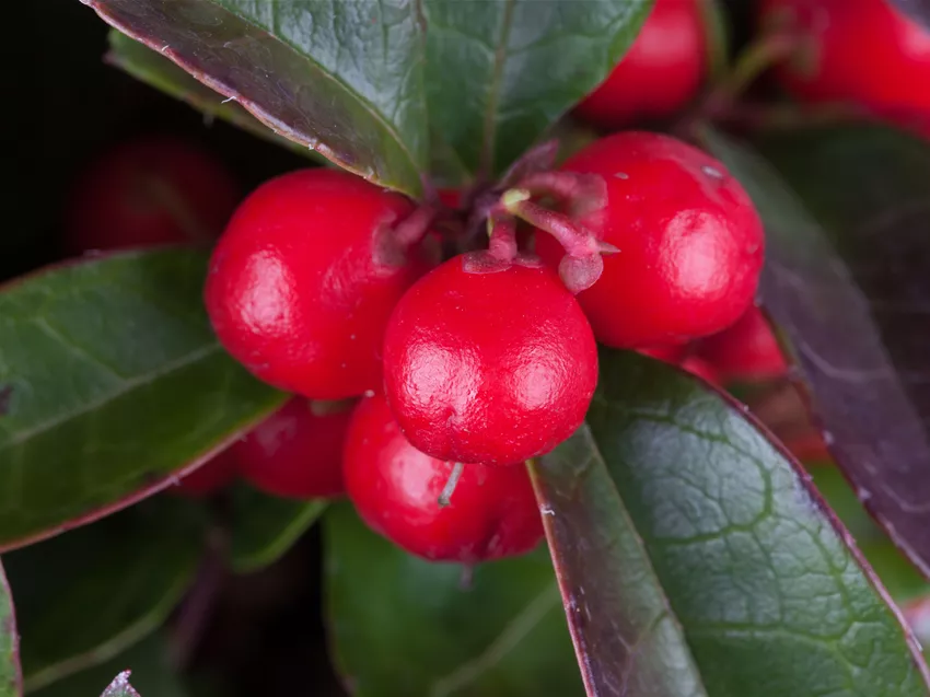 Gaultheria procumbens